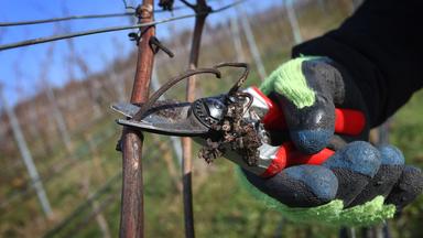Landwirte leiden unter höherem Mindestlohn