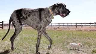 Rendez-vous zweier Rekordhunde – und weitere Bilder-Highlights