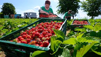 Erdbeeren derzeit sehr günstig