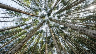 Nur noch jeder fünfte Baum ist gesund