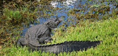 Florida will Migranten in „Alligator Alcatraz“ mitten in den Everglades unterbringen
