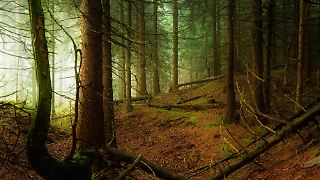 Das dunkle Geheimnis von Waldesroda