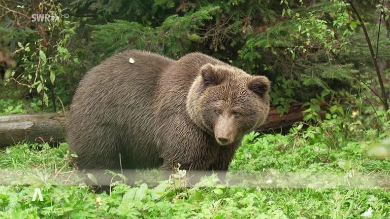 Bärenpark im Schwarzwald nimmt "Problembärin" auf
