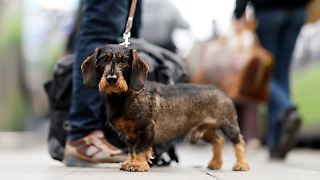 Kommunen kassieren so viel Hundesteuer wie noch nie