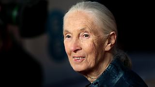 Jane Goodall starb an einem Herzstillstand