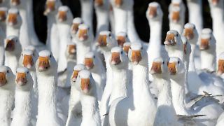 Saarland verhängt Stallpflicht für Geflügel