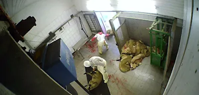 Blutbad auf dem Schlachthof