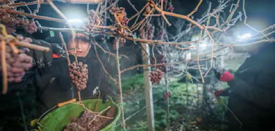 &bdquo;Trinkt mehr deutschen Wein&ldquo; &ndash; Bauernpr&auml;sident warnt vor &bdquo;desastr&ouml;ser&ldquo; Lage f&uuml;r Winzer und Landwirte