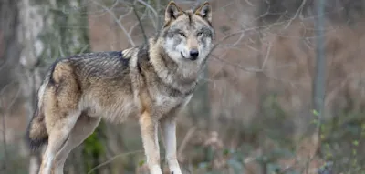 Bundestag erlaubt Jagd &ndash; Jetzt ist der Wolf zum Abschuss freigegeben