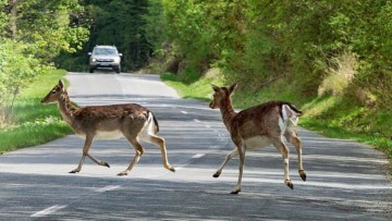 Zu vorger&uuml;ckter Stunde: Wildunfall-Risiko steigt im Fr&uuml;hjahr deutlich an