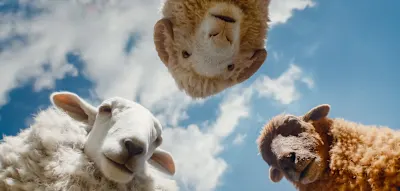 Ein Film wie ein Schaf &ndash; viel schlauer und mutiger, als die meisten denken