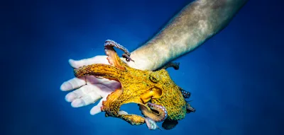 Der Oktopus schien zu &uuml;berlegen, bevor er handelte. Dann wurde er mein Freund