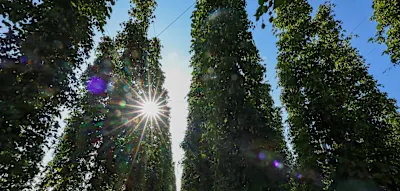 Die Craft-Bier-Revolution ist vorbei &ndash; und die Hopfenbauern zahlen den Preis